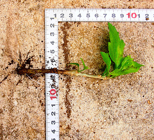 ムクゲ 槿 赤紫八重咲き苗 第四種郵便送料130円前後 クリックポスト198円 苗 売買されたオークション情報 Yahooの商品情報をアーカイブ公開 オークファン Aucfan Com