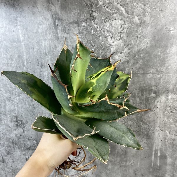 お得，品質保証 P2138 強棘 選抜株 アガベ チタノタ Fo076 コンパクタ オテロイ 白鯨 agave titanota チタノタ ブラック&ブルー(アガベ)｜売買されたオークション情報、yahooの商品情報をアーカイブ公開 - オーク アガベ