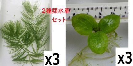 無農薬 金魚メダカ水槽 水草マツモとアマゾンフロッグビットのセット セット 売買されたオークション情報 Yahooの商品情報をアーカイブ公開 オークファン Aucfan Com