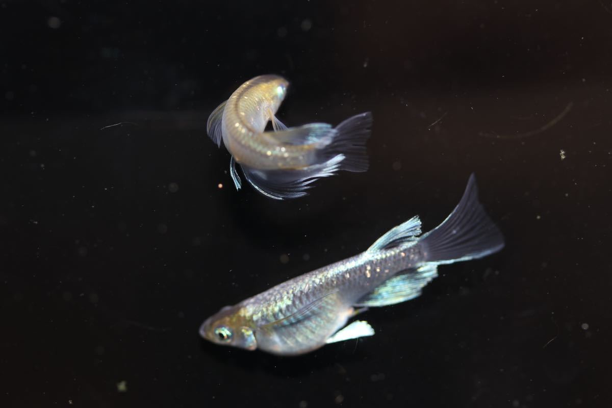 オクトめだか オロチ リアルロングフィン 1ペア メダカ かっこいいです。