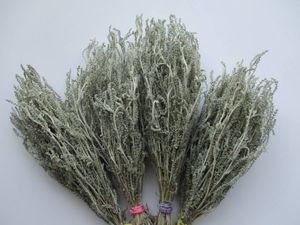 ドライフラワー リーフのヤフオク の相場 価格を見る ヤフオク のドライフラワー リーフのオークション売買情報は18件が掲載されています