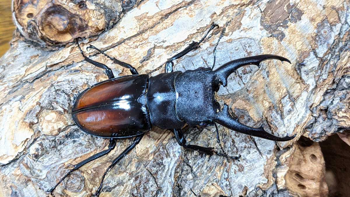 Dorcus1188】ツカモトフタマタ 新成虫 1♂2♀ Ⅳ | ツカモトフタマタ