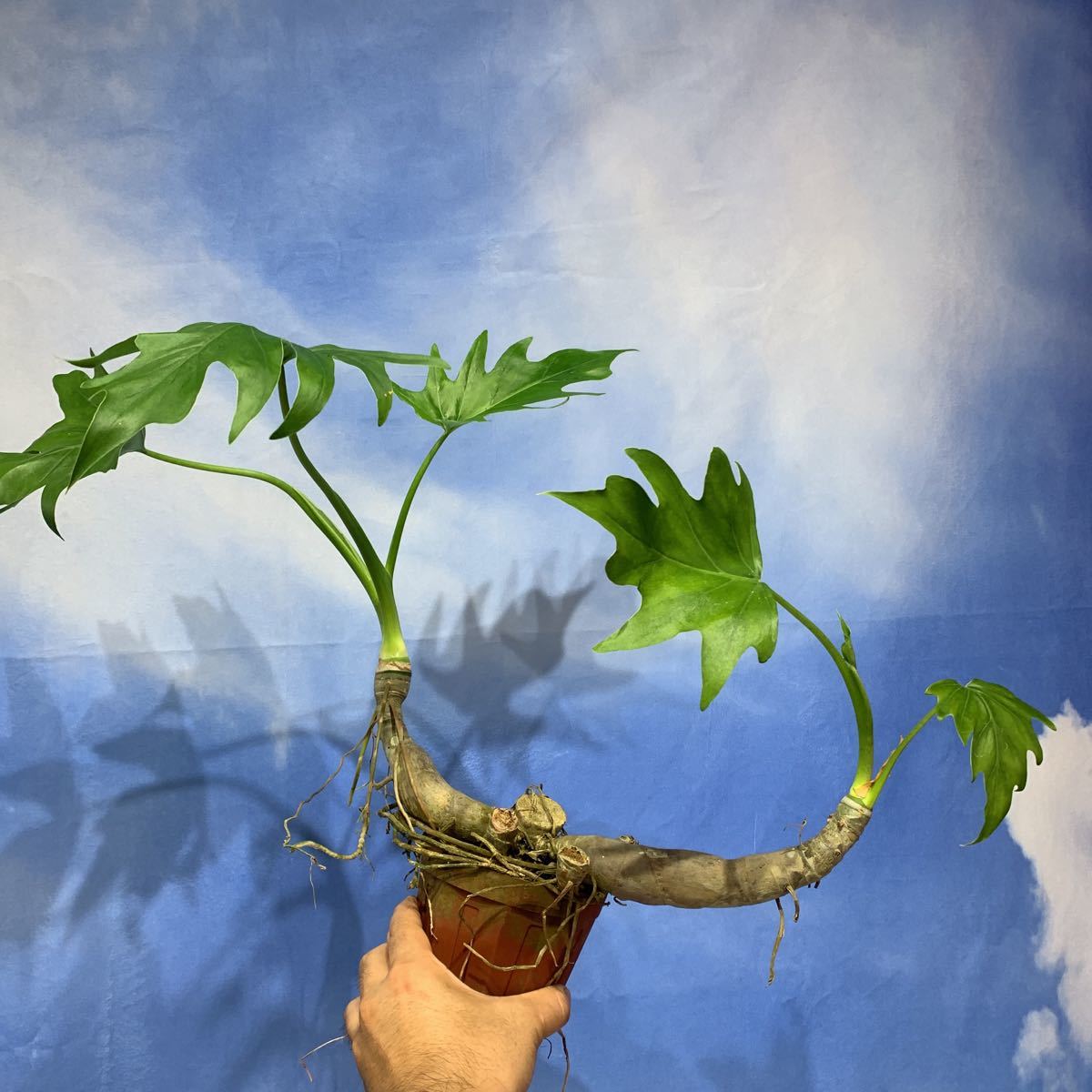 ［Pof］Philodendron Warscewiczii フィロデンドロン・ワルセウィックジー