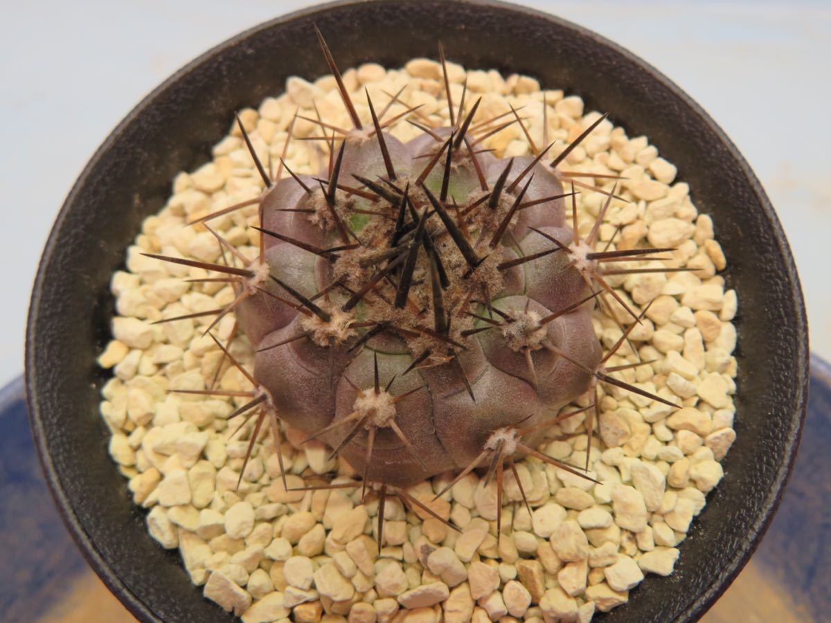 コピアポア 黒王丸 Copiapoa cinereaコピアポア・黒王丸・実生 GREEN 