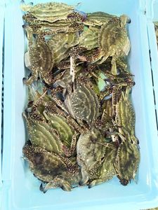 ワタリガニのヤフオク の相場 価格を見る ヤフオク のワタリガニのオークション売買情報は78件が掲載されています