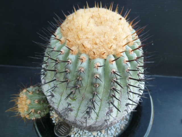 コルムナアルバ コピアポア 現地球 Copiapoa 孤竜丸 黒王丸 cinerea