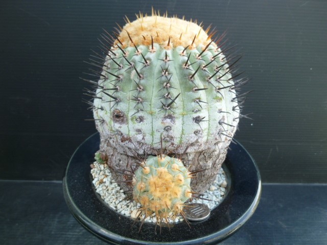 コルムナアルバ コピアポア 現地球 Copiapoa 孤竜丸 黒王丸 cinerea