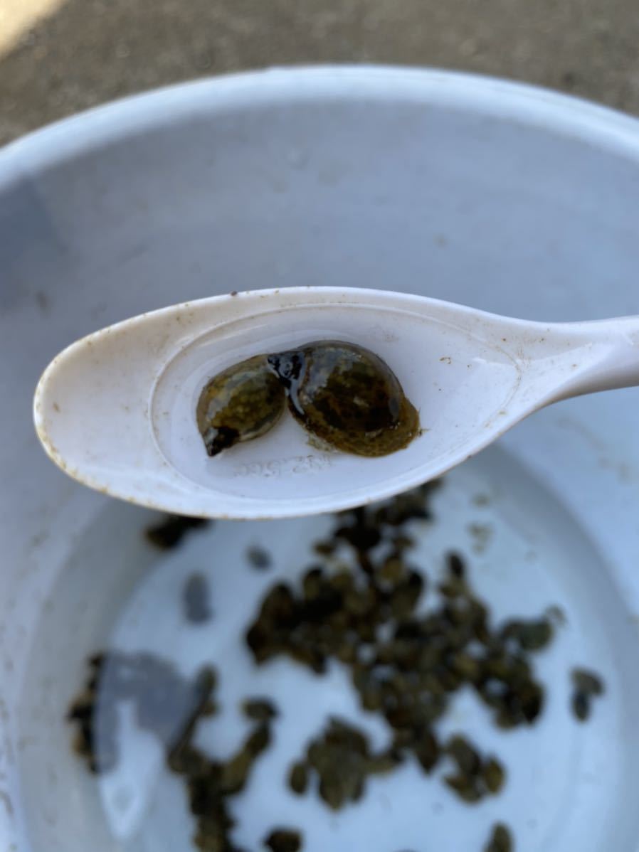 サカマキガイ スネールガイ 50匹 A ネコポス ワンコイン サイズいろいろ 熱帯魚 餌 残餌掃除 コケ掃除 エサ 売買されたオークション情報 Yahooの商品情報をアーカイブ公開 オークファン Aucfan Com