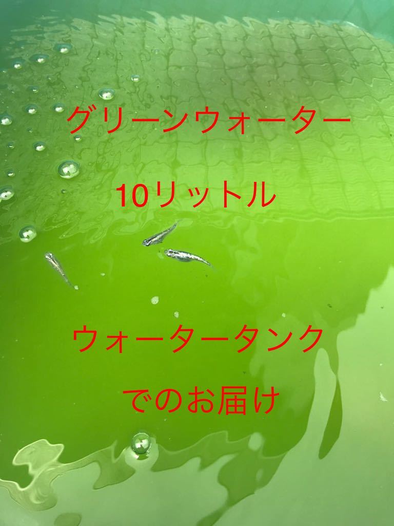 グリーンウォーター【青水】10リットル