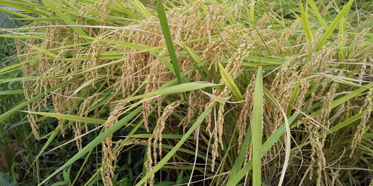 送料無料 減農薬 令和3年産 福井生まれのハナエチゼン 玄米25kg 華越前