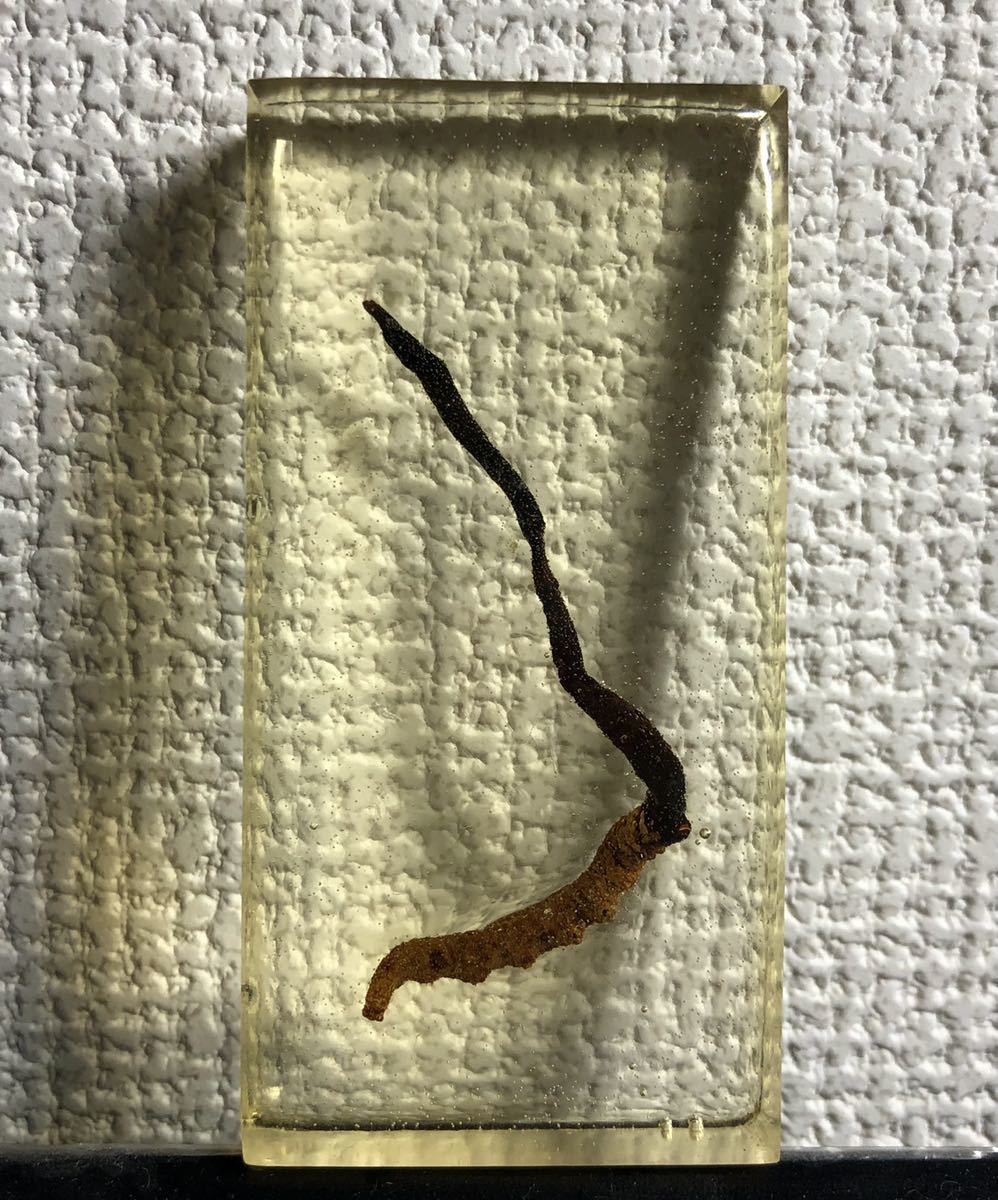 冬虫夏草 漢方 | 個体優良剥製 キノコ 希少種 日本産オオセミタケ乾燥