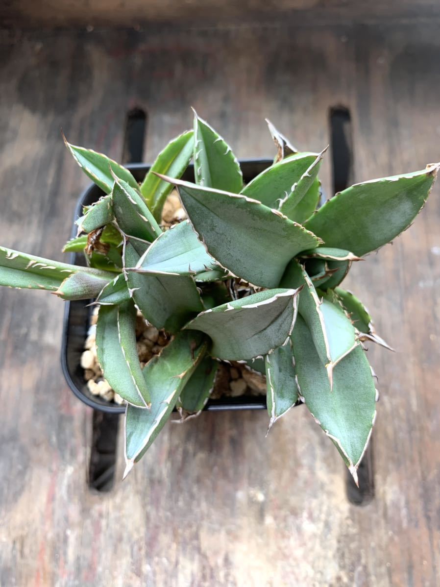 大株 チタノタ 群生 株7つ 強棘 アガベ Agave Titanota / FO76 多肉