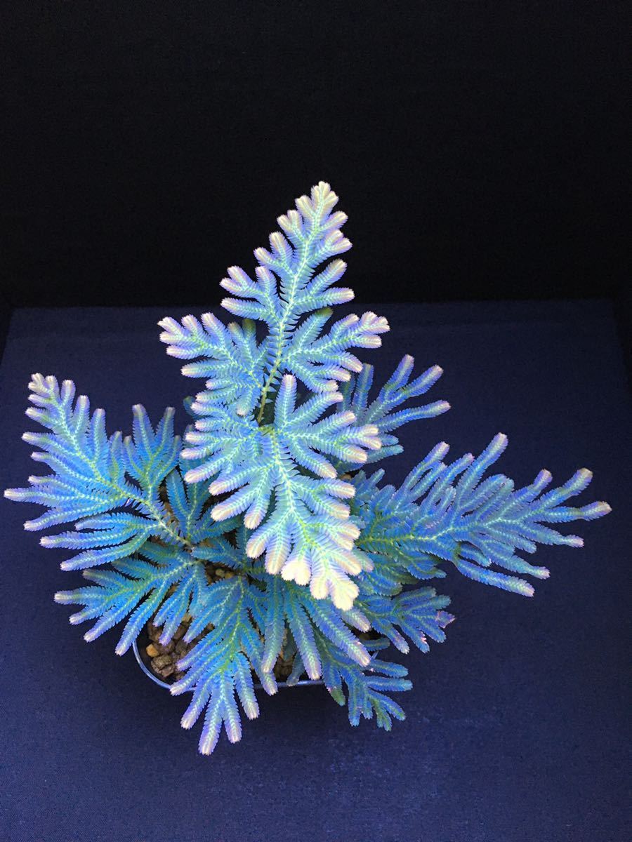 値段交渉アリ‼️ ION boa ブーツ 26.5cm selaginella siamensis /セラギネラ サイアメンシス