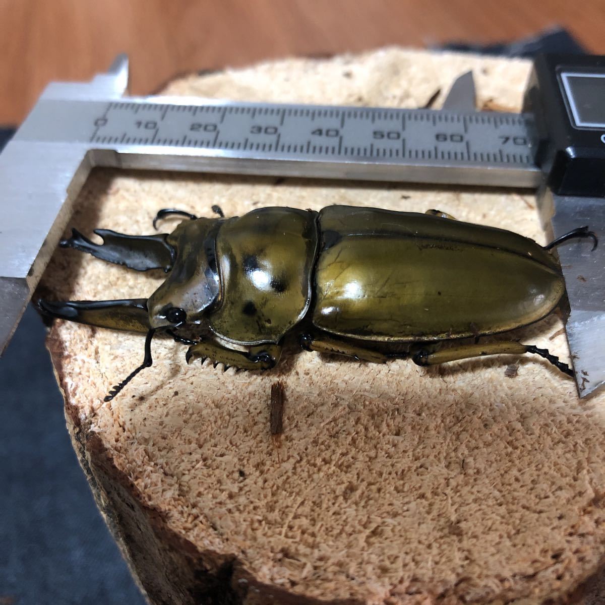 ババオウゴンオニクワガタ♂単品69.7ミリ新生虫　羽化日2021.6.13 未使用　少し後食　【長顎血統【晴ちゃん堂】種親75.0ミリ