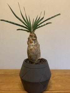 ブーファンのYahoo!オークション(旧ヤフオク!)の相場・価格を見る