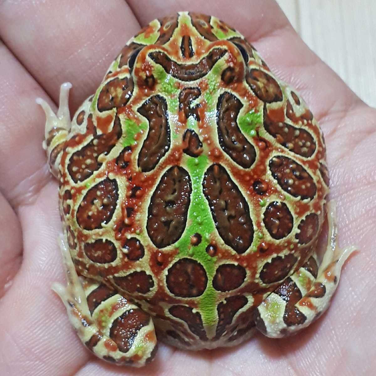 激美珍カラー!!純血ベルツノガエルトリカラー☆今や貴重なUSCBの赤の