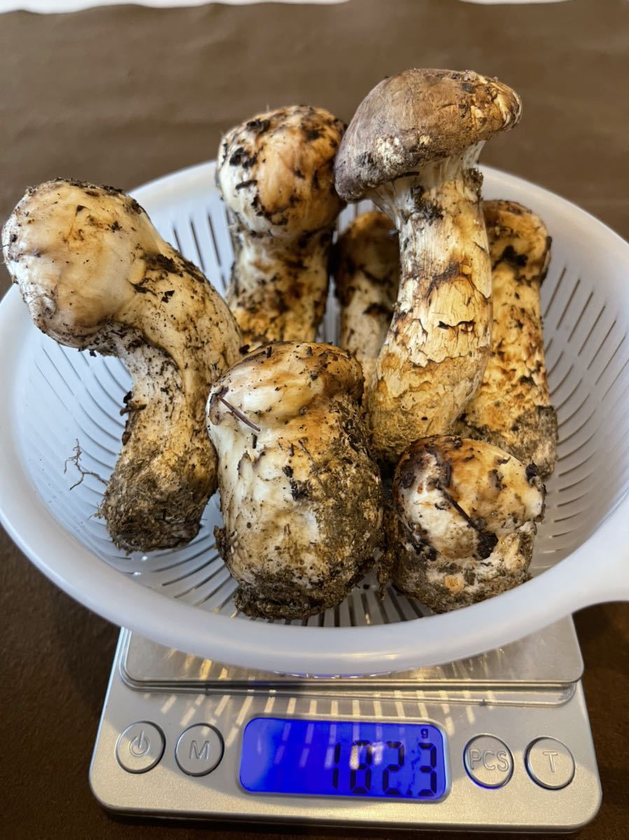 食品 20kg 千葉県産 朝採! ぬか付 大ぶり タケノコ 当日収穫発送 新鮮!