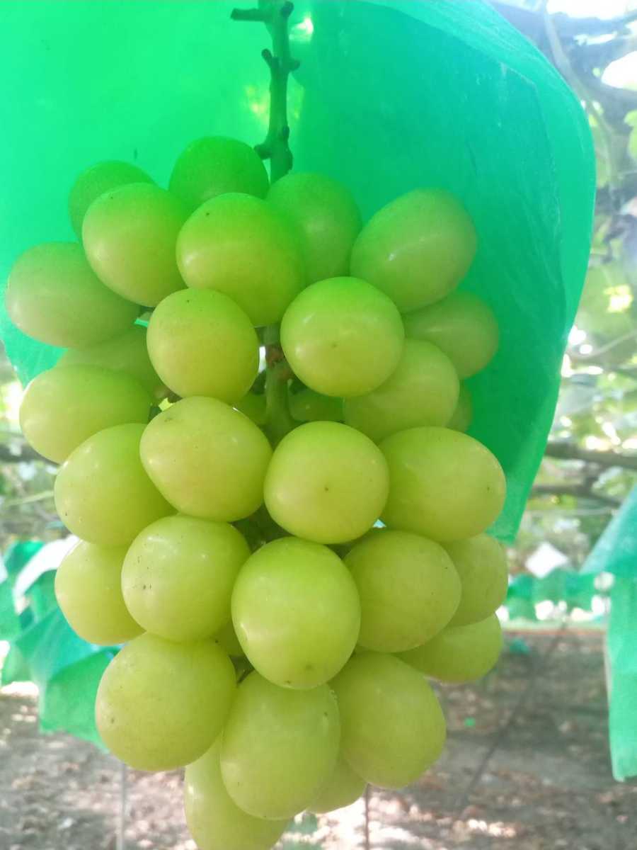 山梨県産 家庭用 シャインマスカット 3kg 種なし わけあり 農家直送