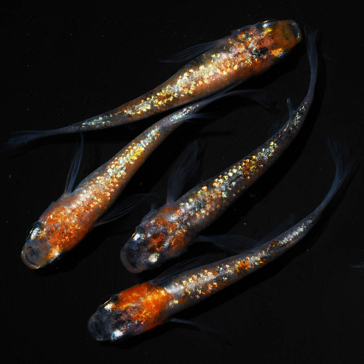 ☆プラチナ星河リアルロングフィン 幼魚1㎝～2㎝前後10匹＋α5匹 中里様