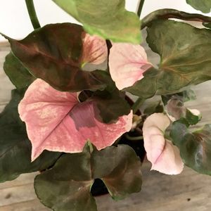 Yngの平均価格は6 250円 ヤフオク 等のyngのオークション売買情報は280件が掲載されています