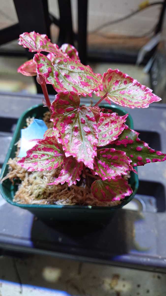 人気の福袋 世界的に 新品 未使用 特選ピンク ベゴニア ネグロセンシス 植物 観葉植物 Www 10cosedafare It Www 10cosedafare It 人気の福袋 世界的に 新品 未使用 特選ピンク ベゴニア ネグロセンシス 植物 観葉植物 Www 10cosedafare It Www 10cosedafare It