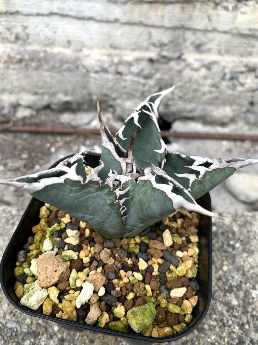 GODZILLA ゴジラ コレクション株 白鯨 Agave titanota 台湾 太棘 黒棘