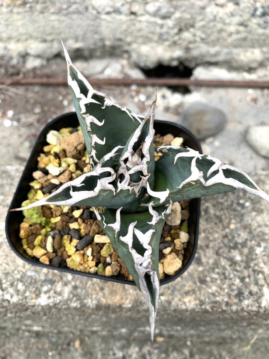 GODZILLA ゴジラ コレクション株 白鯨 Agave titanota 台湾 太棘 黒棘