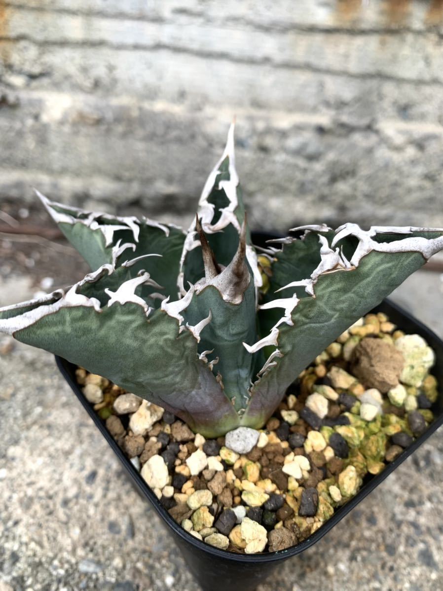 GODZILLA ゴジラ コレクション株 白鯨 Agave titanota 台湾 太棘 黒棘