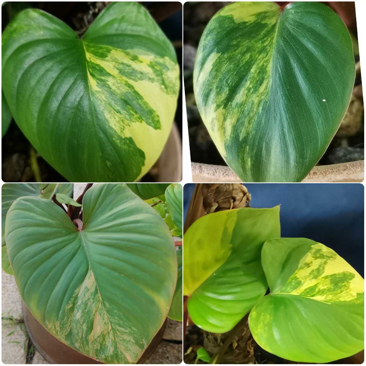 ホマロメナルベスケンス 斑入り 植物/観葉植物 希少♥ ホマロメナ