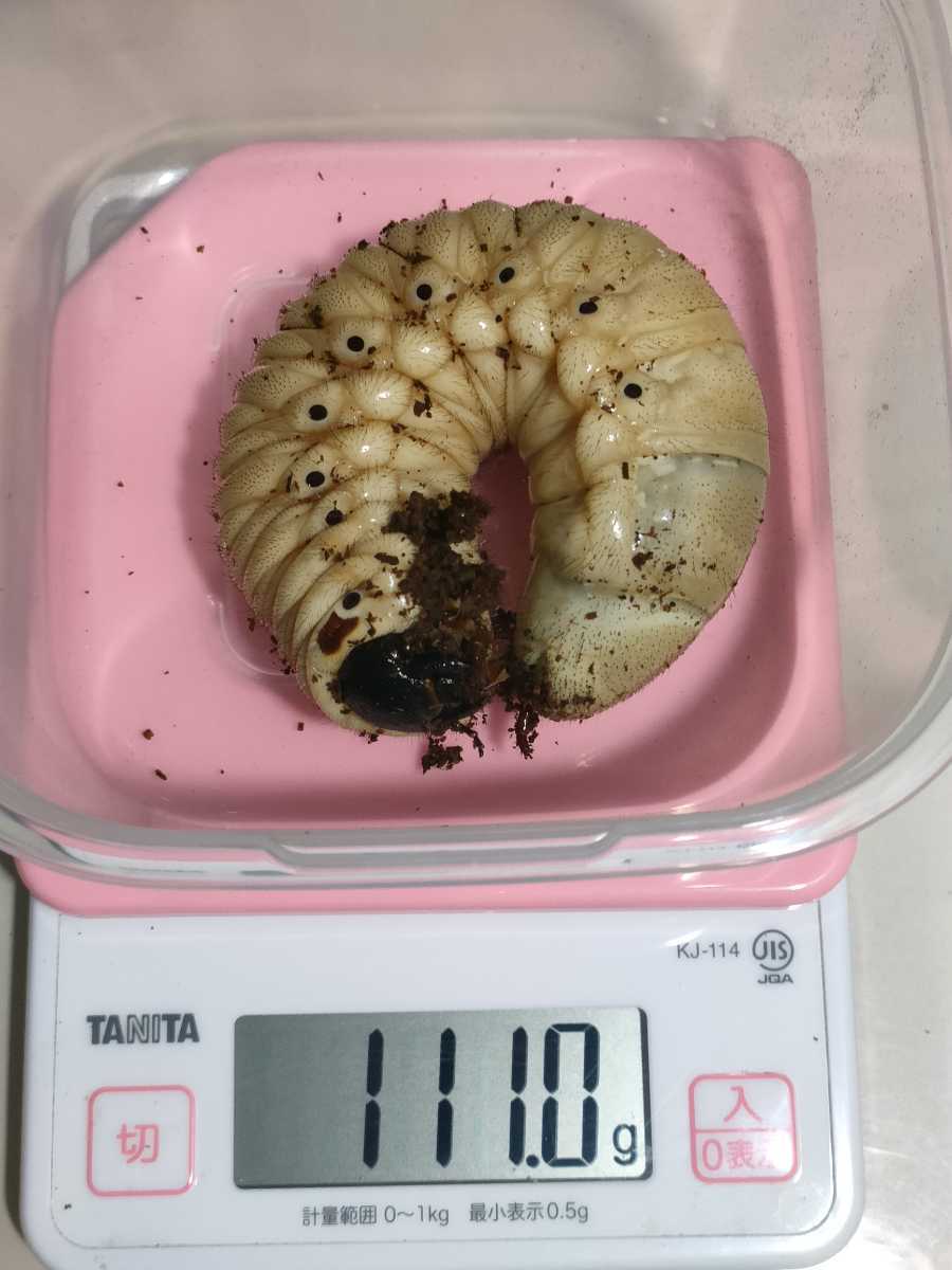 ◆IG◆①ARX160×FF0FA2-UBF42DMR　♂幼虫(111g)　DHHヘラクレスヘラクレスオオカブト