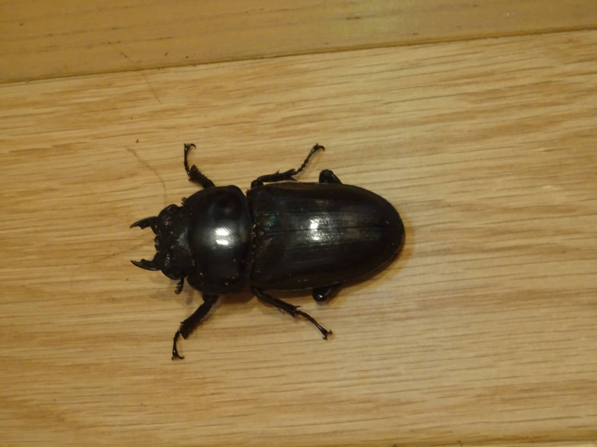 新成虫】能勢YG血統 オオクワガタトリオ やや大型血統(♂81 新成虫】能勢YG血統 オオクワガタトリオ やや大型血統(♂81