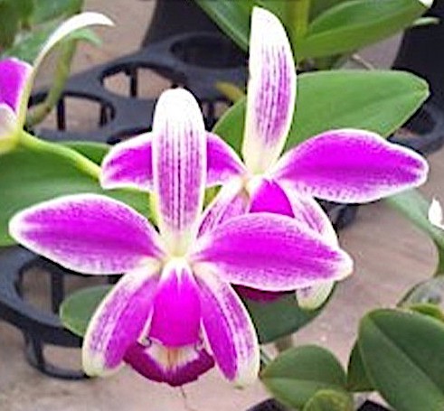 Yahoo!オークション - violacea fma C. flamea 原種 Show Orchid 48th