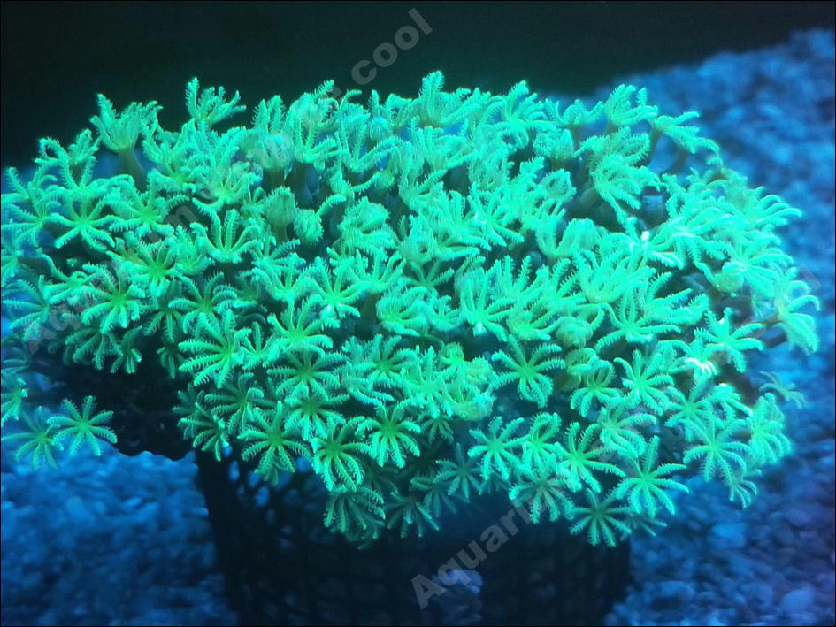 新作登場，限定SALE Be Cool R１０ クダサンゴ ９ｃｍ前後(海水魚)｜売買されたオークション情報、yahooの商品情報をアーカイブ公開 - オークファン 海水魚