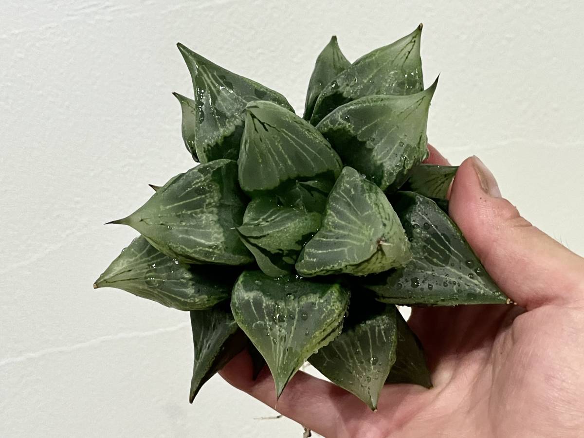 多肉植物 ハオルチア 裏般若 大株 検 ハオルチア 錦 オブツーサ錦