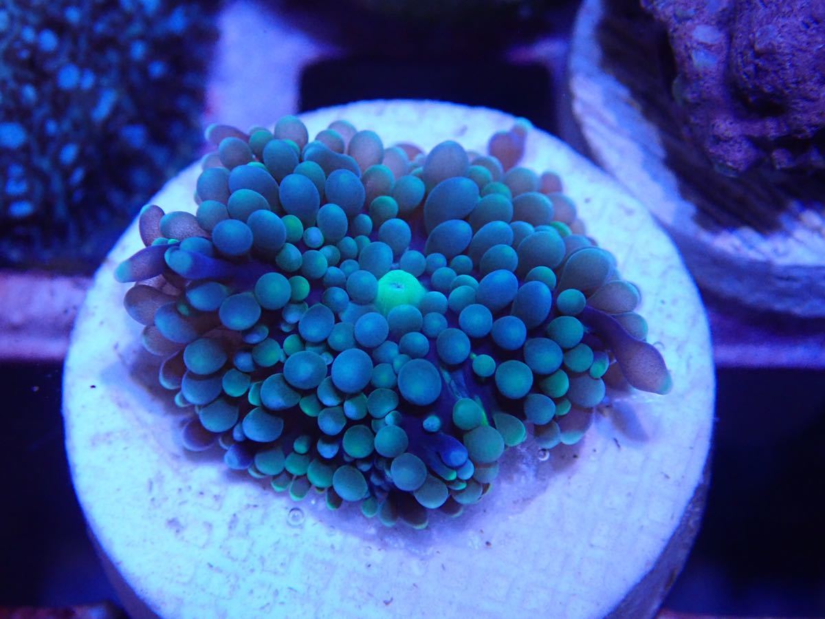  カリビアンバブルディスク ブルー(海水魚)｜売買されたオークション情報、yahooの商品情報をアーカイブ公開 - オークファン 海水魚