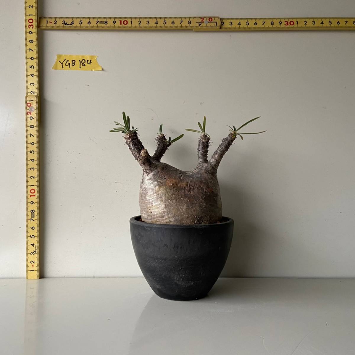 発根済 発根済 グラキリス パキポディウム コーデックス 塊根植物 現地