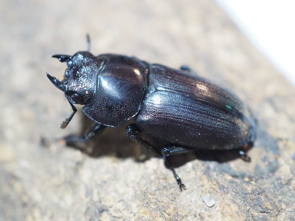 天然 Wc アマミコクワガタ 約25 Up メス単品 アマミコクワ 奄美 From Scratch 国産 売買されたオークション情報 Yahooの商品情報をアーカイブ公開 オークファン Aucfan Com