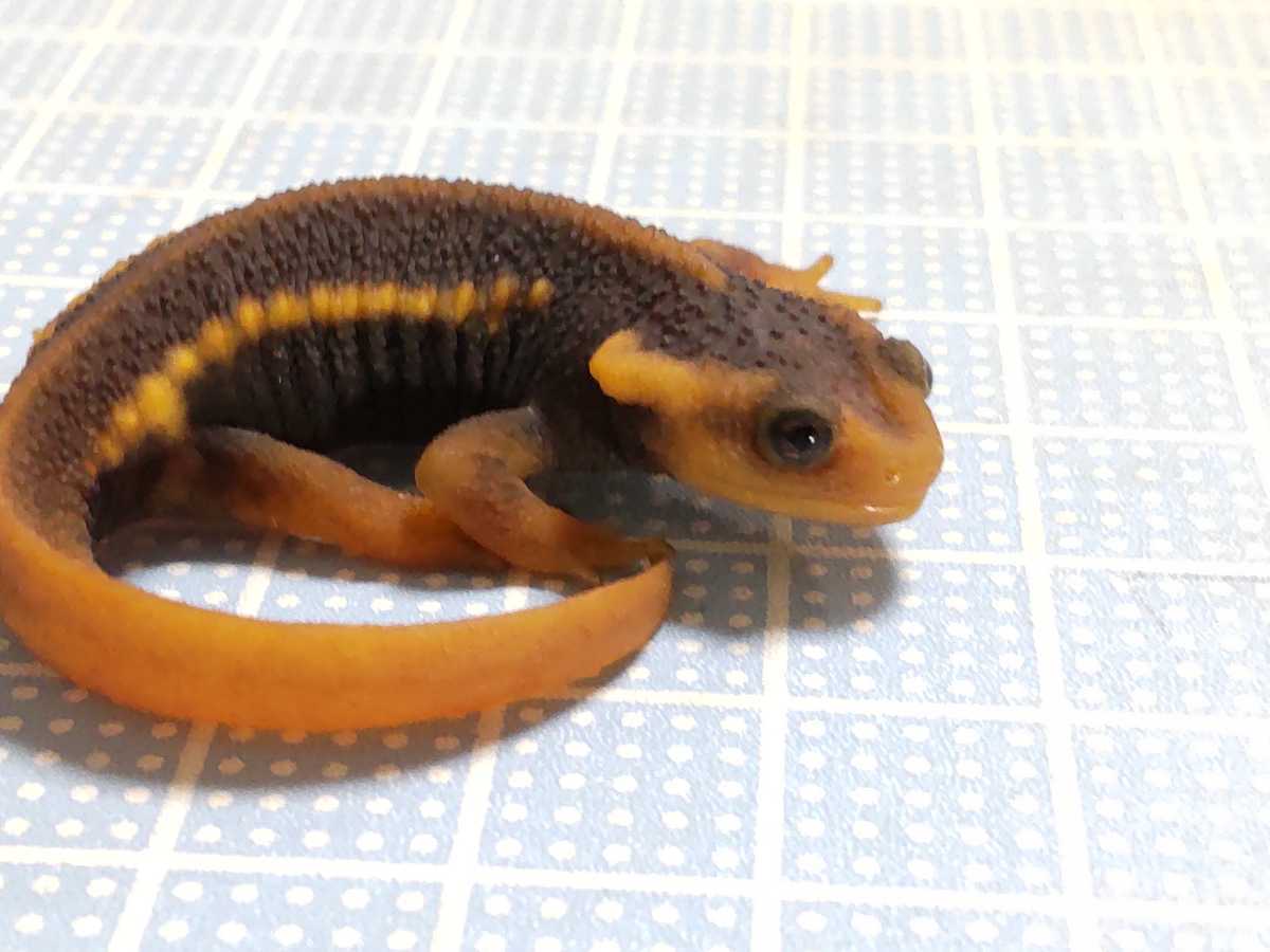 アメイロイボイモリ 幼体 1匹 2021cb 可愛いです♪(イモリ 