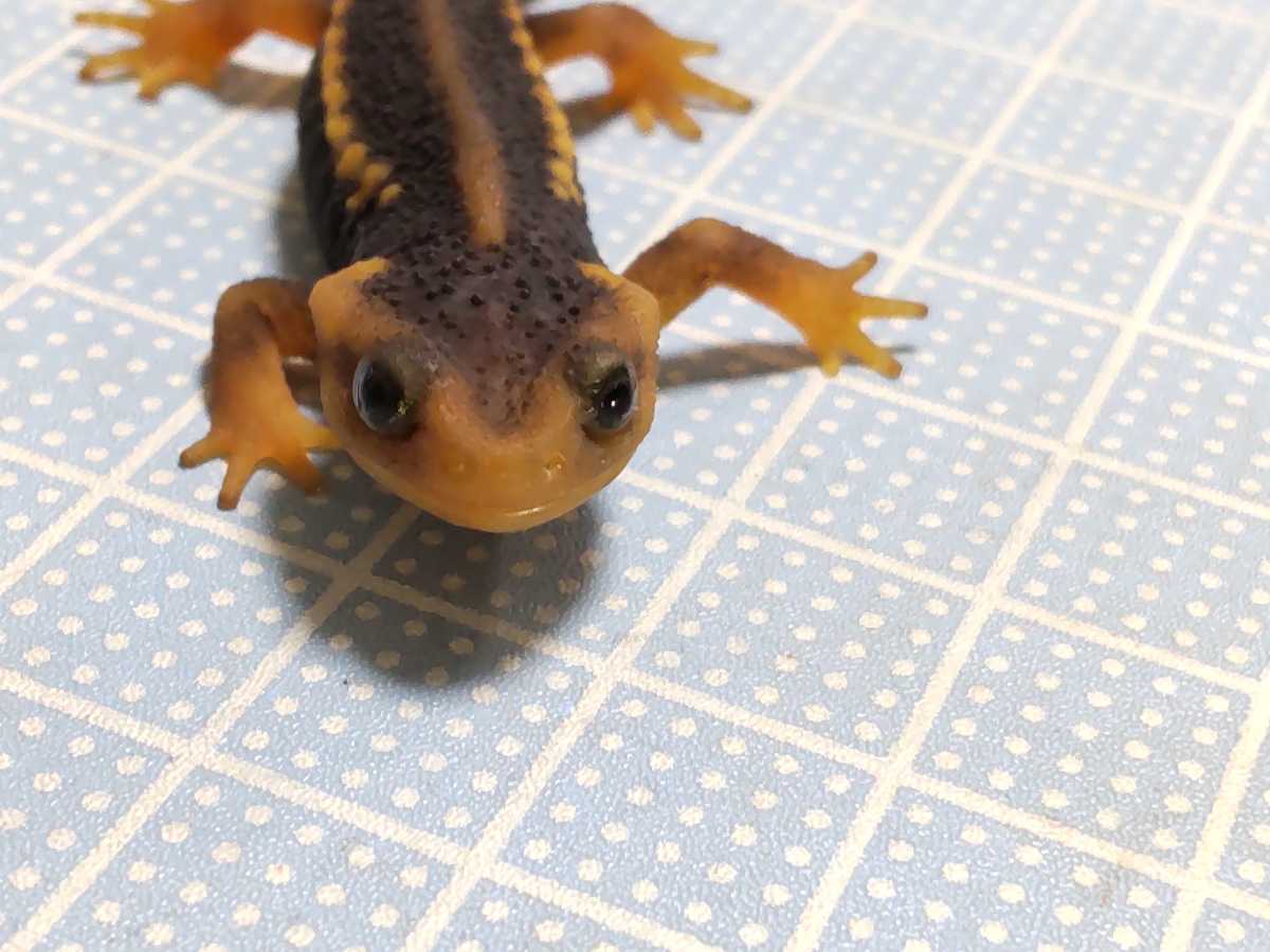 アメイロイボイモリ 幼体 1匹 2021cb 可愛いです♪(イモリ 