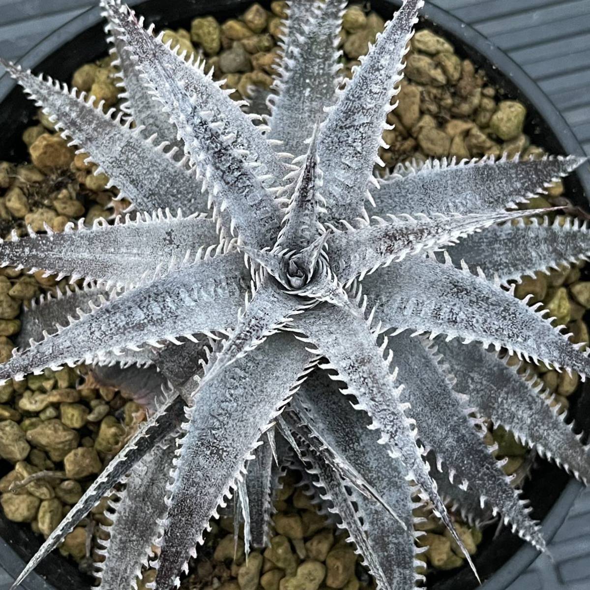 大株!! クリスマスフェア!! 全品500円スタート!! Qdyckia!! Dyckia-Red 