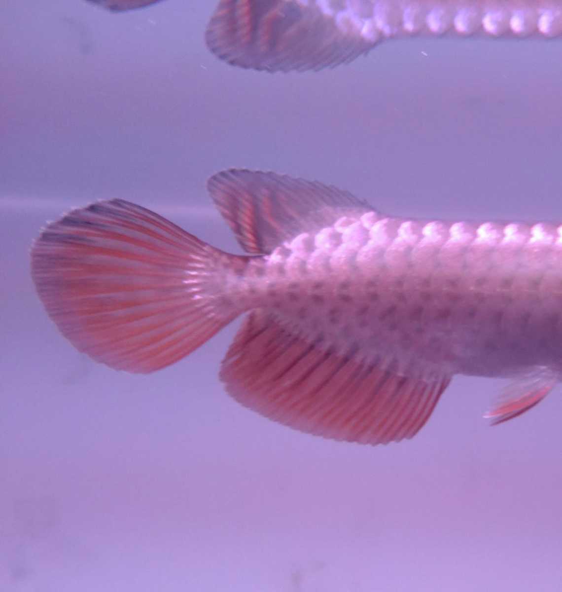 アジアアロワナ 藍底過背金龍 ブキメラブルー マレーシア産 約16cm 少し顎ズレある為激安 アロワナ 売買されたオークション情報 Yahooの商品情報をアーカイブ公開 オークファン Aucfan Com