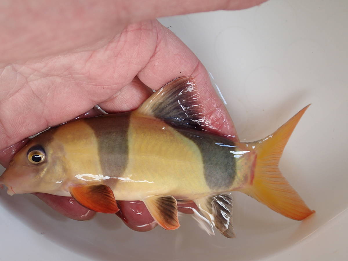 岐阜ペパーミント 大型 クラウンローチ 17 18cm程 良体型の画像個体をお届けします その他 売買されたオークション情報 Yahooの商品情報をアーカイブ公開 オークファン Aucfan Com