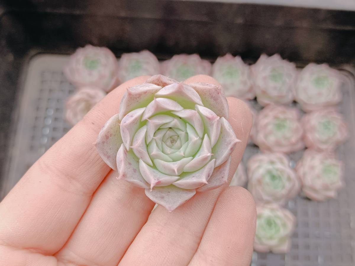 ☆多肉植物 エケベリア 韓国 S469アメイジンググレイス24個 当店農場