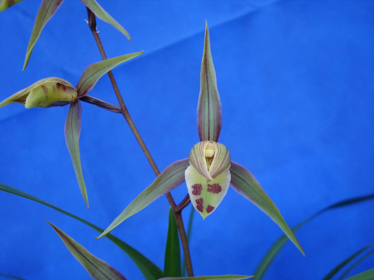 寒蘭 蘭舎整理品 来季用 交配種 東洋ラン 古典園芸植物 ラン 売買されたオークション情報 Yahooの商品情報をアーカイブ公開 オークファン Aucfan Com