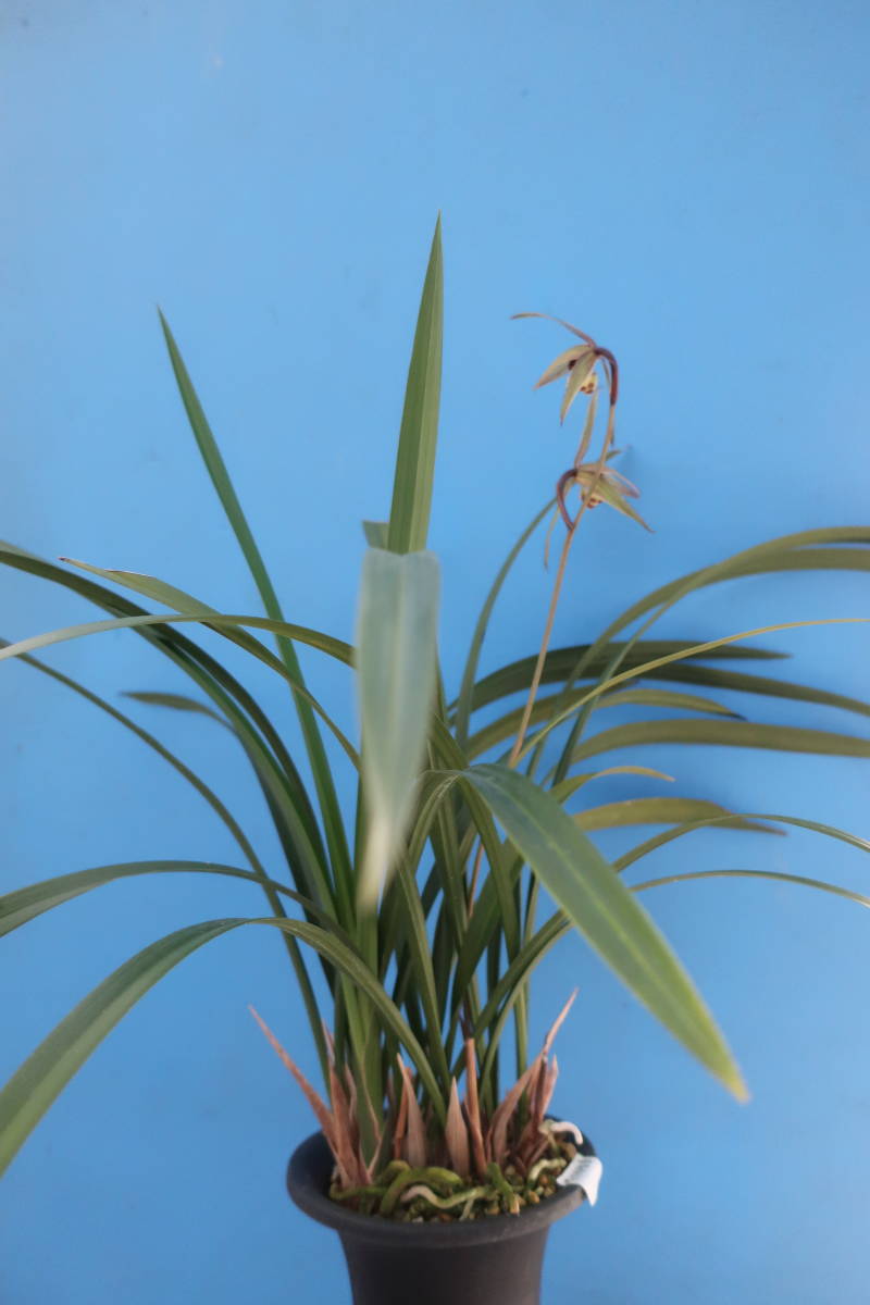 寒蘭 蘭舎整理品 来季用 交配種 東洋ラン 古典園芸植物 ラン 売買されたオークション情報 Yahooの商品情報をアーカイブ公開 オークファン Aucfan Com