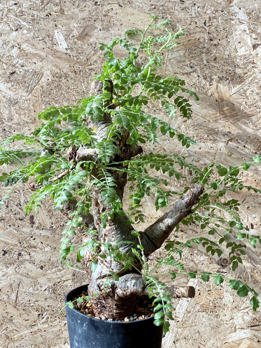発根済み】No.AU33 Boswellia neglecta ボスウェリア ネグレクタ 発根済み】No.AU33 Boswellia neglecta ボスウェリア ネグレクタ