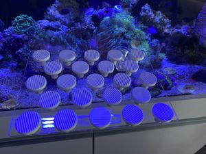 アクアリウム サンゴのヤフオク の相場 価格を見る ヤフオク のアクアリウム サンゴのオークション売買情報は66件が掲載されています