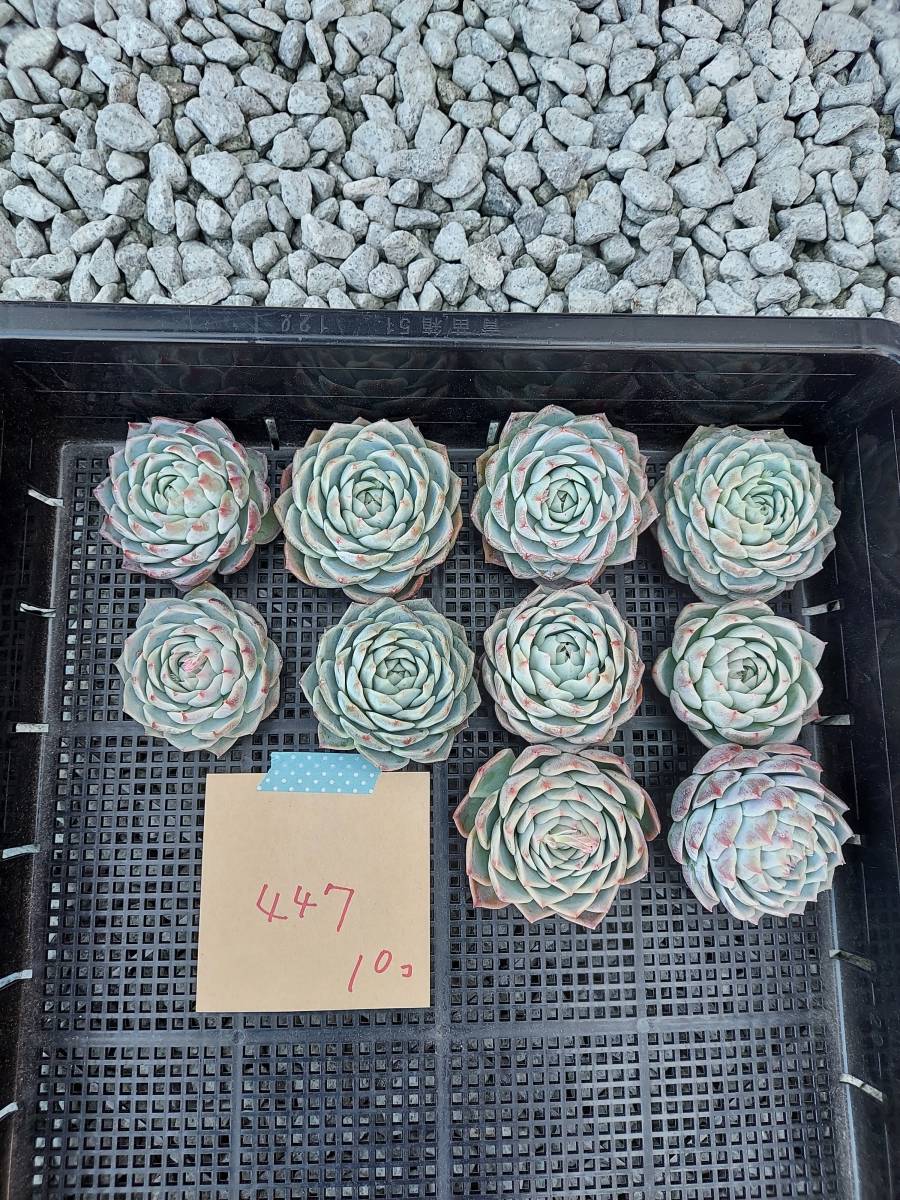 韓国多肉植物 韓国苗 エケベリア Echeveria 14-447アローンスター10個 (岡山在庫)★(1/14岡山発送)