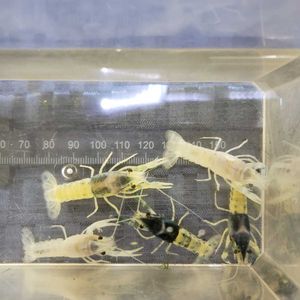 ブルー ザリガニのヤフオク の相場 価格を見る ヤフオク のブルー ザリガニのオークション売買情報は74件が掲載されています