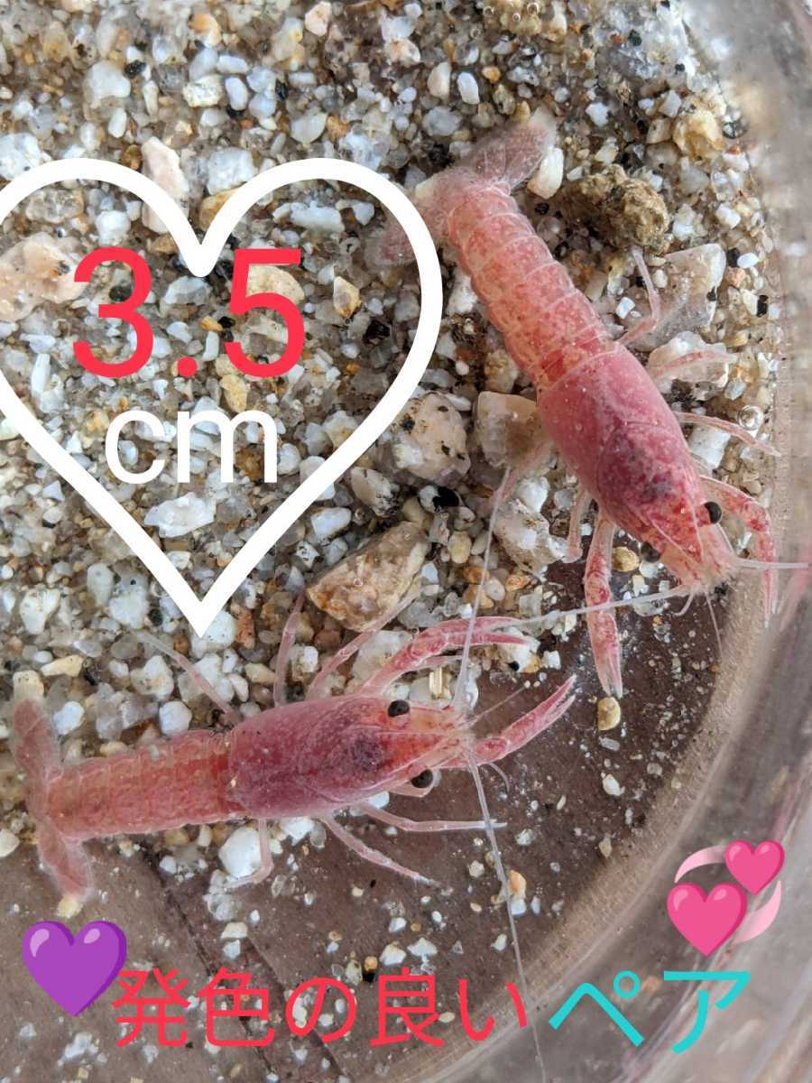 バレンタインザリガニ ３ ５cmペア 10月6日天秤座の新月誕生 水草コカダモ数本入れます アメリカザリガニ 後 数匹 終了 その他 売買されたオークション情報 Yahooの商品情報をアーカイブ公開 オークファン Aucfan Com